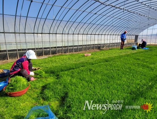 해남군“바다향 품은 간척지의 명품채소”세발나물 출하