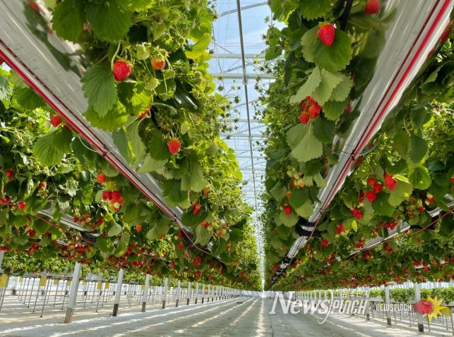 고품질 명품딸기 생산기반 확충
