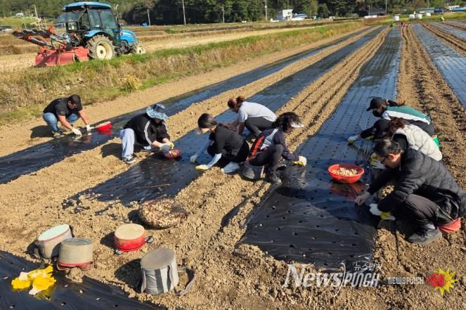 고성군청 주민생활과, 가을철 농촌일손돕기에 나서