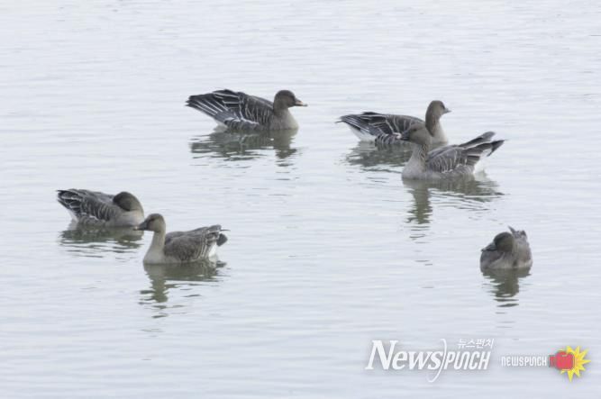 의왕 조류생태과학관, 멸종위기종‘큰기러기’왕송호수에 찾아와