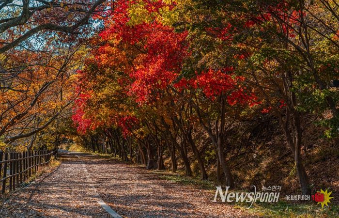 울긋불긋 단풍·은빛 억새…빛고을의 가을 파노라마