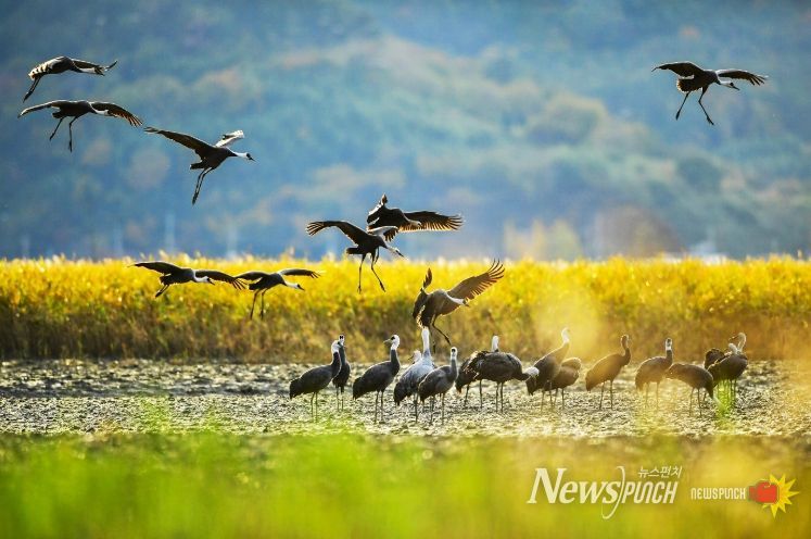 ‘순천만 흑두루미 탐조여행’