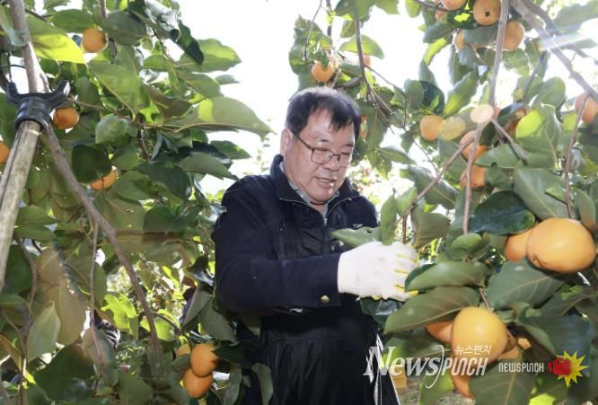 산청군, 농촌 일손 돕기 '구슬땀'