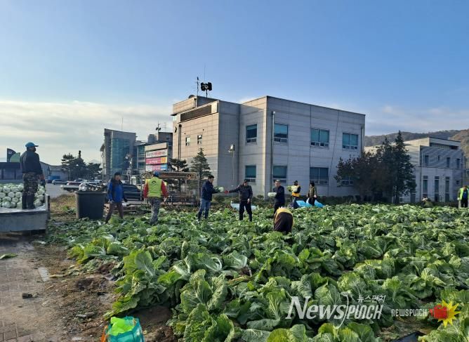 양평군 양동면 지역사회보장협의체, 기관·단체와 함께 동절기 배추·무 수확