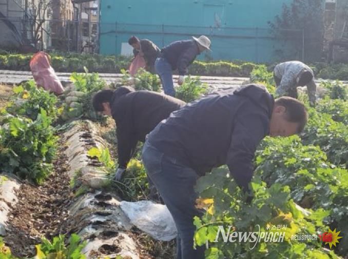 파주시 법원읍 대능5리 김인호 이장, ‘사랑의 김장무 1,000개’ 나눔