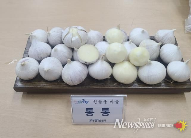 증평군, 신품종 마늘 '통통' 보급…농가 소득작목 육성 박차