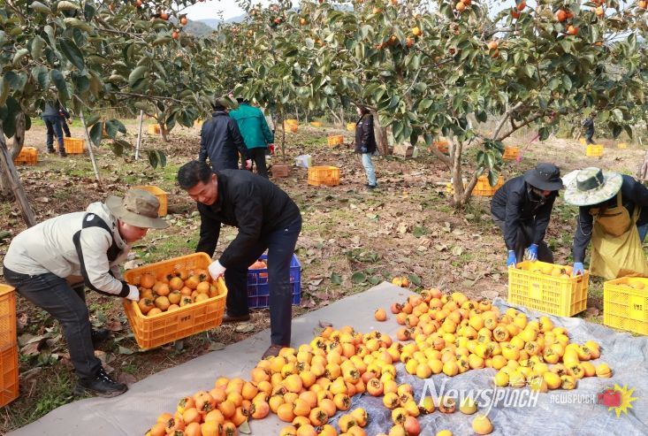 의령군 공무원 농촌 일손돕기