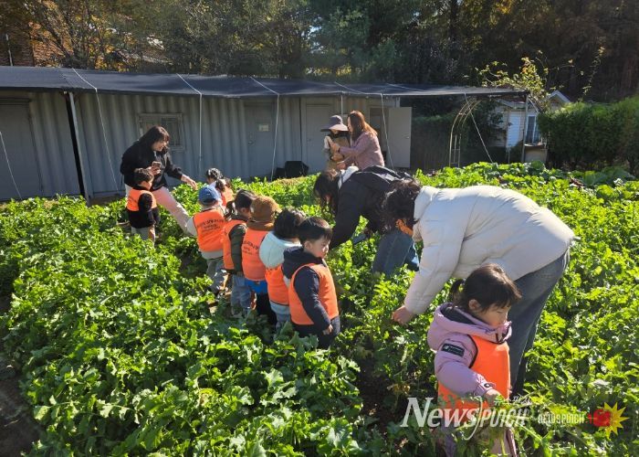 남양주시, 농업기술센터 그린학습원에서 어린이 대상 텃밭 무 수확 체험 진행