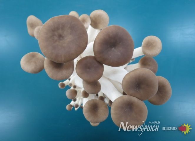 융합버섯 ‘새느’