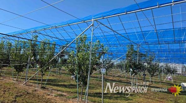 배 농가와 함께 ‘과수 기후변화 대응 현장 컨설팅’