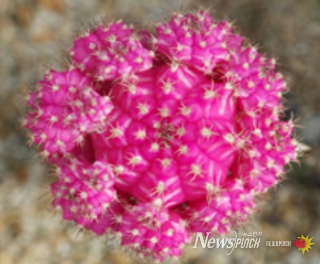 2025년 접목선인장 육성계통 평가회(평가 품종 '연빛')