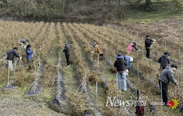 보은군, 수확철 농촌일손돕기 ‘구슬땀’… 농가에 큰 힘