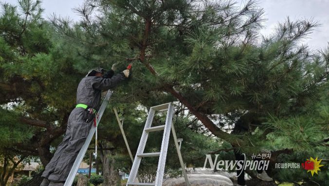 순천나무사랑꾼, 낙안읍성 일원 전정 봉사활동