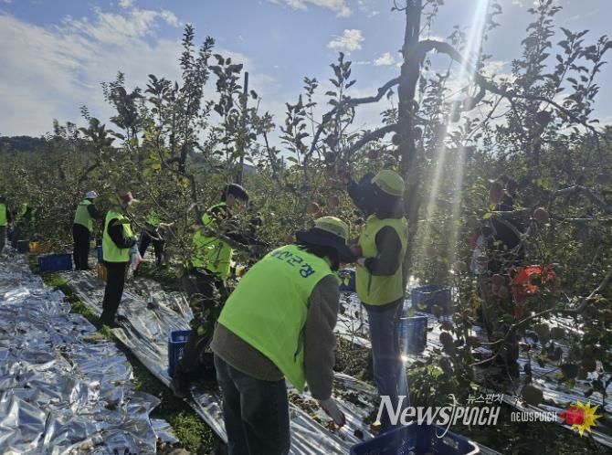 건축과 직원 사과 따기 작업 모습