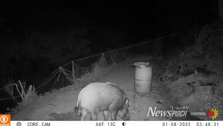 옹진군, 「멧돼지 등 포획을 위한 유해야생동물 피해방지단」파견