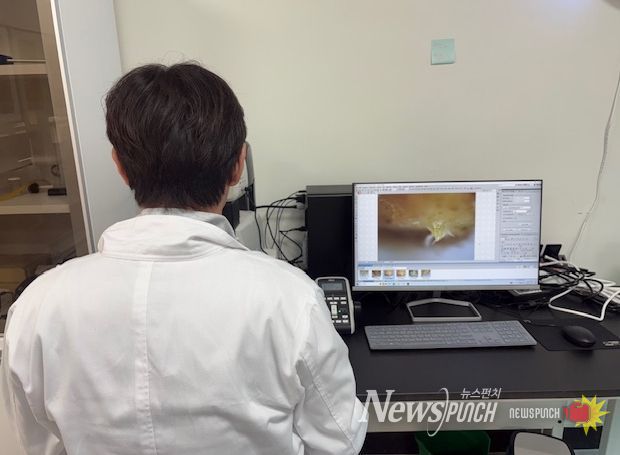 딸기 꽃눈분화 검경 사진