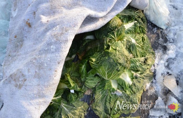 수확 중인 김장용 무·배추 한파 대비해야