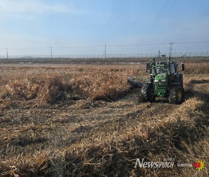 한강하구 자생 갈대 수거