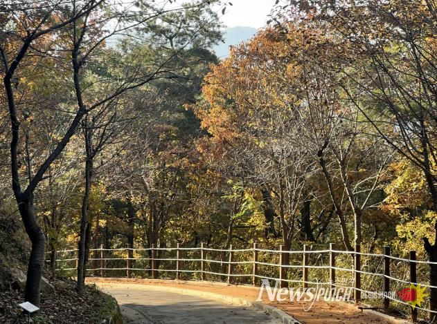 상주시, 가을빛에 물든 성주봉자연휴양림