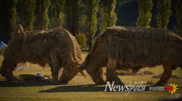 짚 황소 머리를 맞대고 싸우는 소를 짚을 활용하여 역동적으로 표현(사진제공=아름다운강천 사회적협동조합)