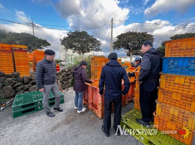 상품 외 감귤 단속