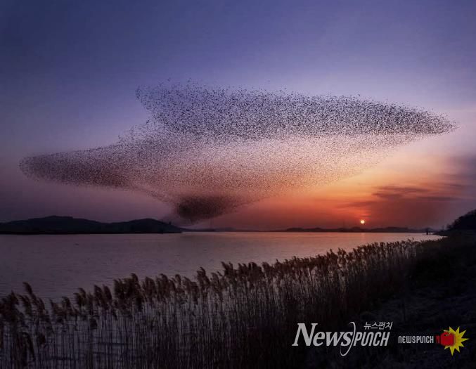 서천군, ‘2025 서천철새여행’ 29~30일 개최