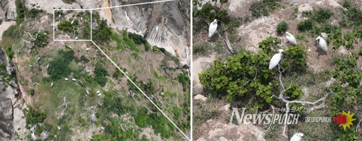 순천만, 멸종위기 저어새 번식 첫 확인