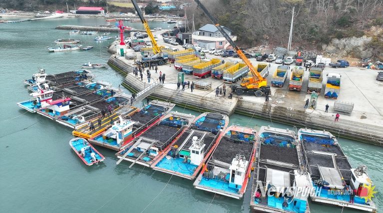 완도군 군외면 당인리의 물김 위판 현장