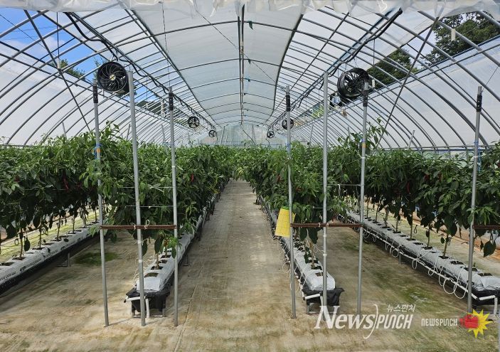 임실군, 고추 생산성 향상 신기술 현장 실증 연구 박차2(비가림 양액재배)