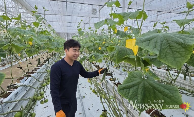 임대형 스마트팜 오이 첫 출하