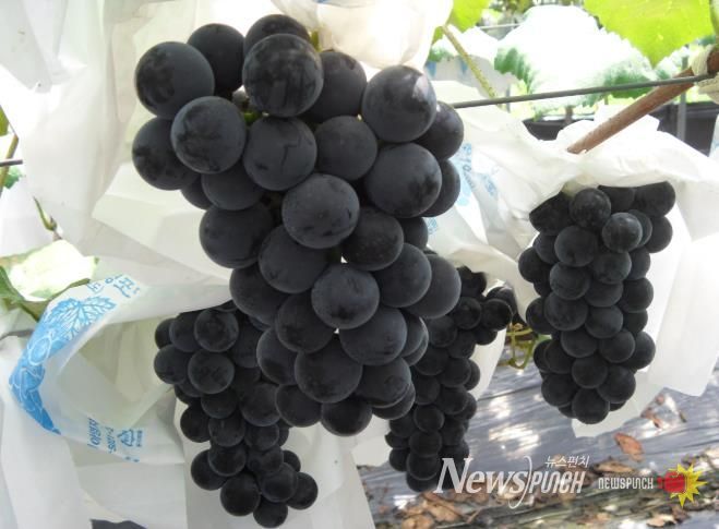 남원포도, 대한민국 대표과일 선발대회 ‘우수상’ 수여
