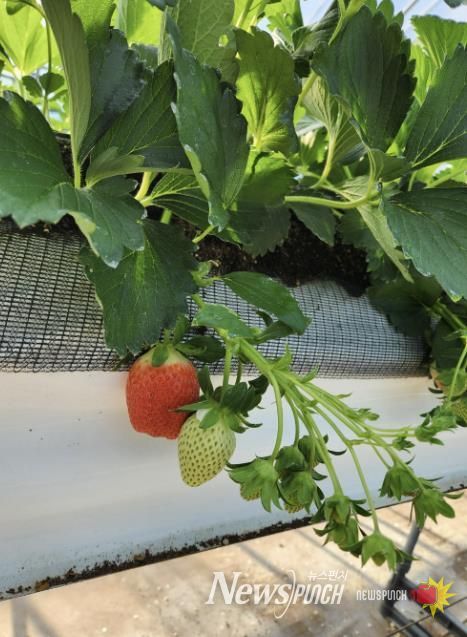 봉화군, 12월 상순부터 고품질‘봉화 딸기’본격 출하