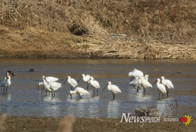 논산 연산천에서 노랑부리저어새 월동중
