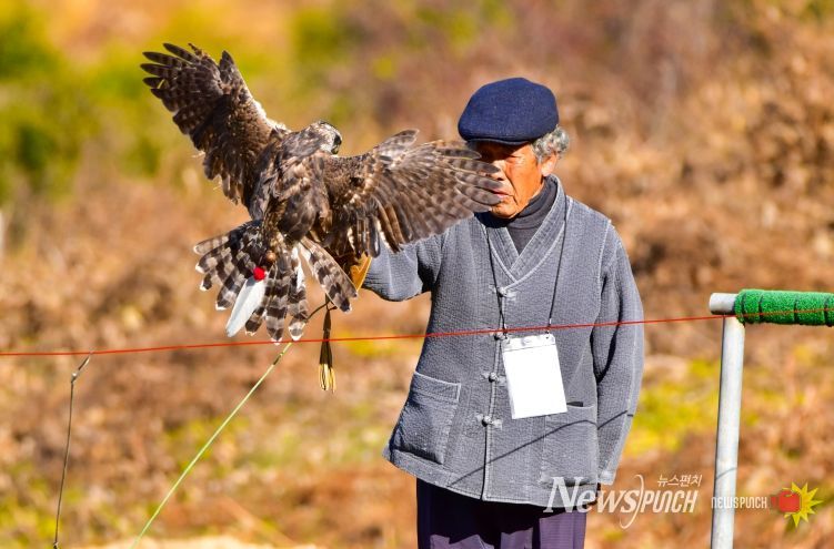 진안군, 전북특별자치도 무형유산 ‘매사냥’ 공개시연회 개최