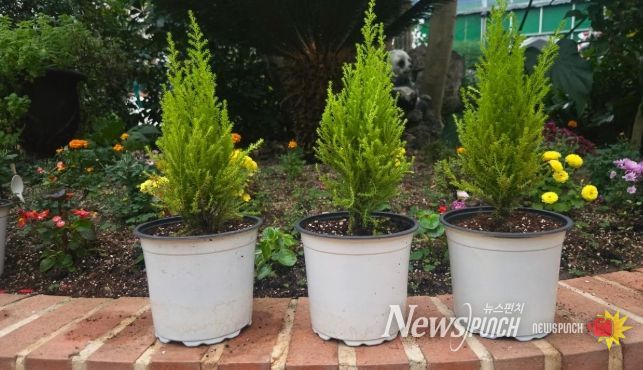 청주랜드, 초등생 대상 크리스마스트리 만들기