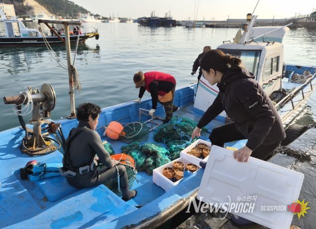 자체생산 해삼 종자 6만 6백미 마을어장 방류