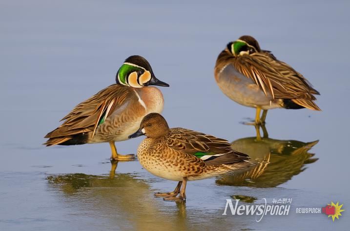 서천군조류생태전시관, ‘서천철새여행’ 후속 겨울철새 사진전 개최