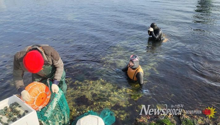 포항시가 지난 10일과 11일 지역 40개 어촌계 마을어장에 전복 55만 미, 14개 어촌계 마을어장에 해삼 28만 미를 방류하며 올해 수산종자 방류사업을 마무리했다.