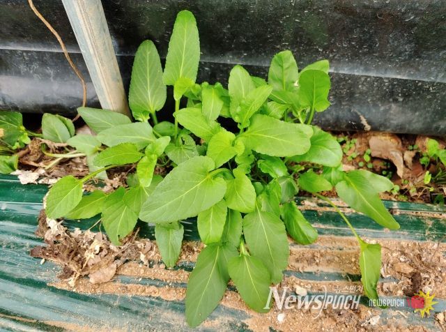 시설수박 병해충 관리, 수확 후 하우스 관리부터 - 잡초사진