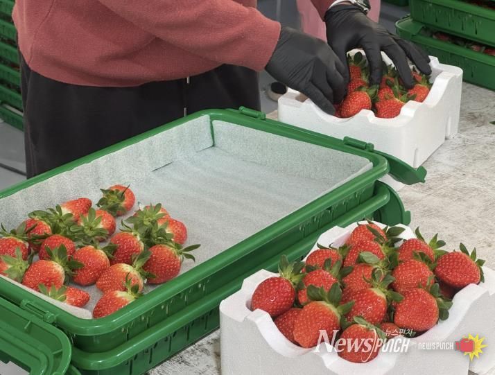 새콤달콤 양구 딸기 본격 출하