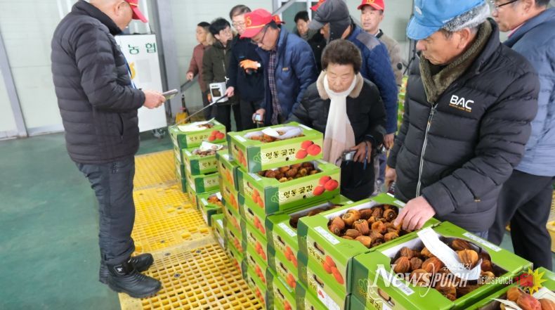 감고을 영동 명품 곶감 출하 시작