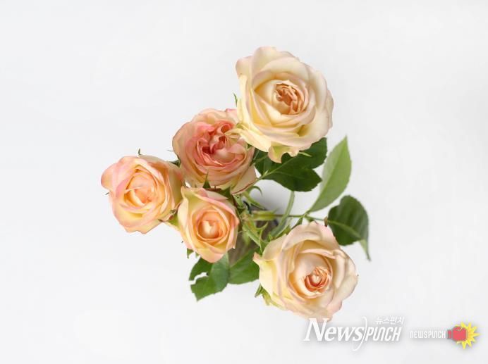 경기도 육성 장미