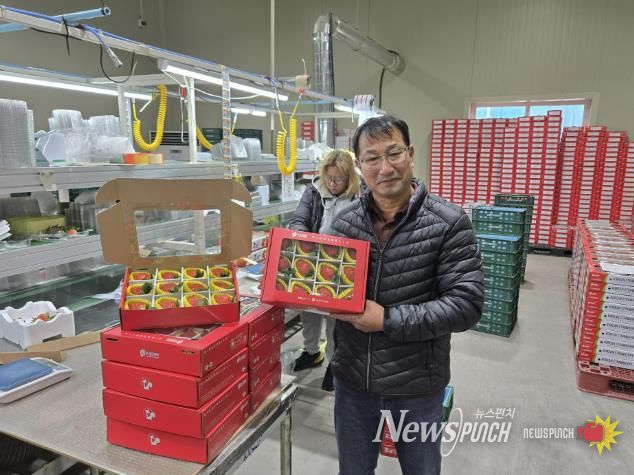 루비보다 값진 바알간 결실, 수출용 상주 딸기의 새로운 가능성