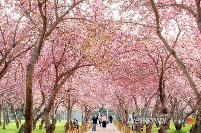 웅동벚꽃단지 전경