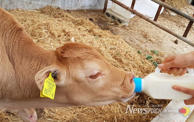 『초유은행』 만족도 100%