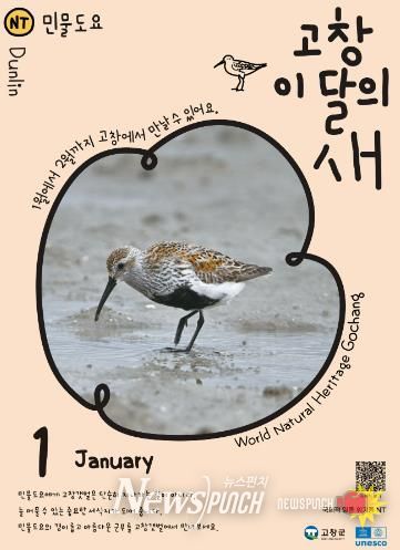 고창군, 1월 ‘고창갯벌 이달의 새’ 로 ‘민물도요’ 선정