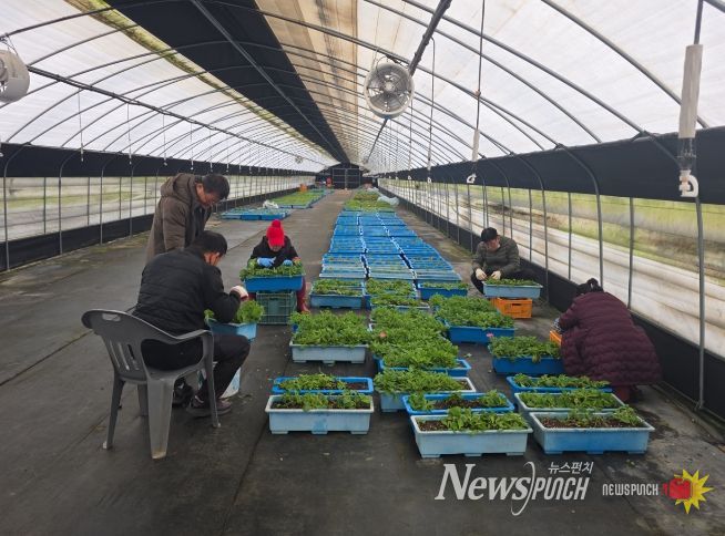 금산천 데크길 꽃 육모 작업 모습