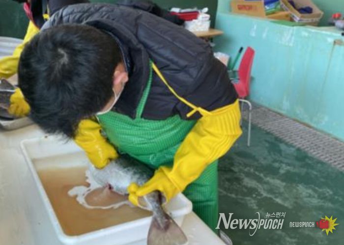 대구 채란 및 인공수정