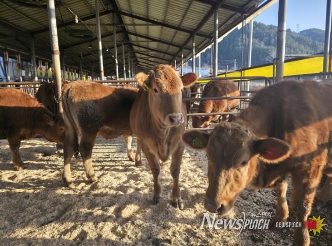 무주 한우, 전국 최고 수준 품질 입증 한우 1+등급 이상 고급육 출현율 62.4% 도내 1위