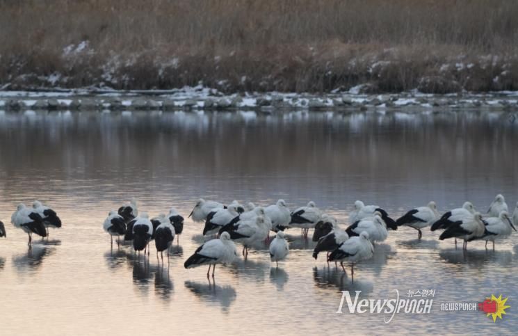 고창 해리천 황새-클로즈업.